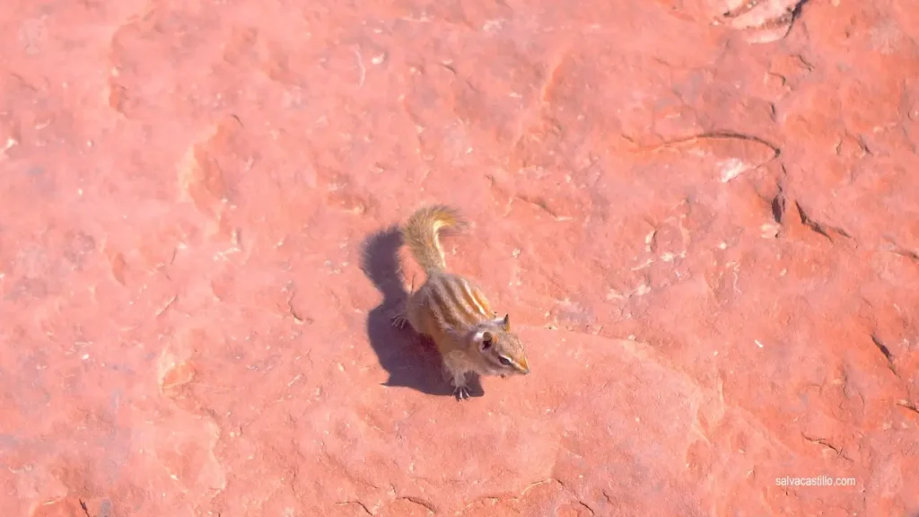 EEUU Utah Arches Ardilla